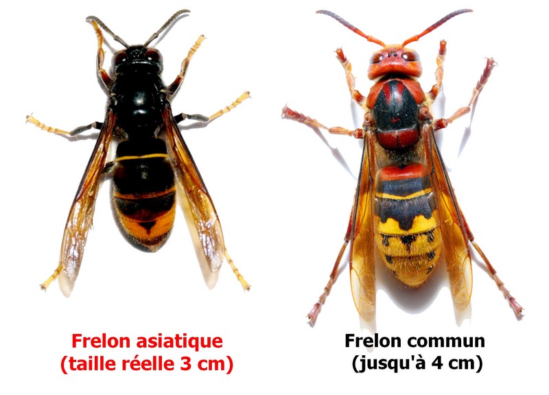 frelons différence entre frelon asiatique et frelon commun